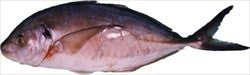 (FISH FROZEN) Red* Snapper - Pangas BOX W/R 200-300 1 x 10 kg.