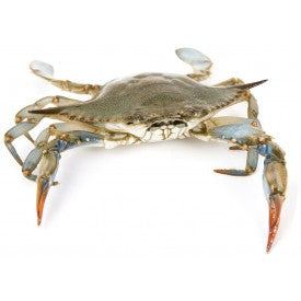 (SEAFOOD) Crab* Blue Swimming Whole - Carton x 13 kg.