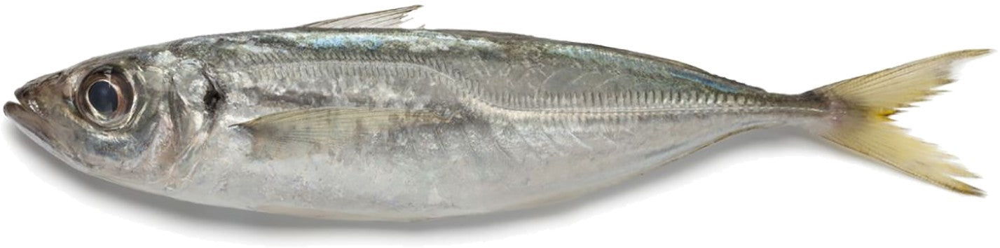 (FISH FROZEN) Horsemackerel* (300/500 gr. ES. W/R 3 Pcs/Bag) BOX 10 kg.