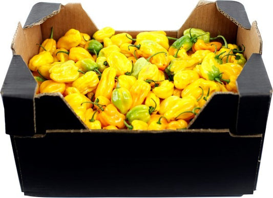 (HOT PEPPER) Pepper Hot Pili-Pili Yellow Uganda  BOX 3.6 kg.