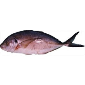 (FISH FROZEN) RED SNAPPER WHOLE (200/300) BOX 10 KG