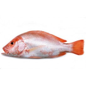 (FISH FROZEN) RED SNAPPER (PANGAS BOX (300/500) 10 KG