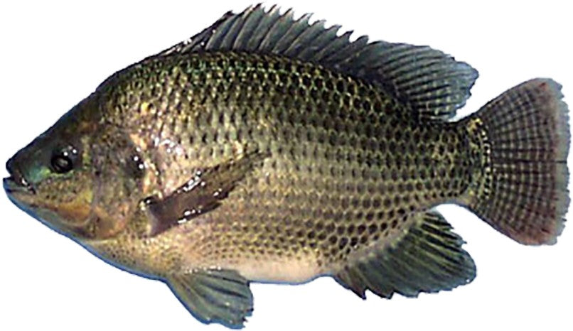 (FISH FROZEN)  Tilapia* Black - Box 4 kg.