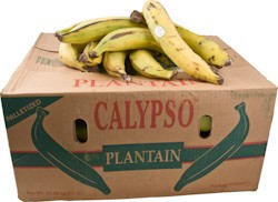 (FRUIT VEGETABLE) Yellow Plantain (Calypso) Box 25 kg
